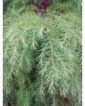 Cryptomeria ’Elegans Viridis’  